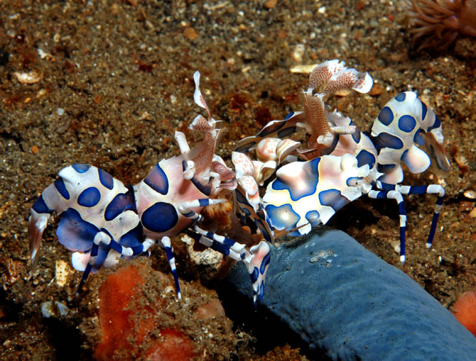 05 Harlequin Shrimp.jpg